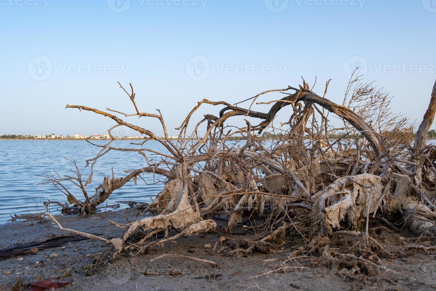 gebroken dode boomtak aan de oever van het zoutmeer van larnaca in cyprus foto