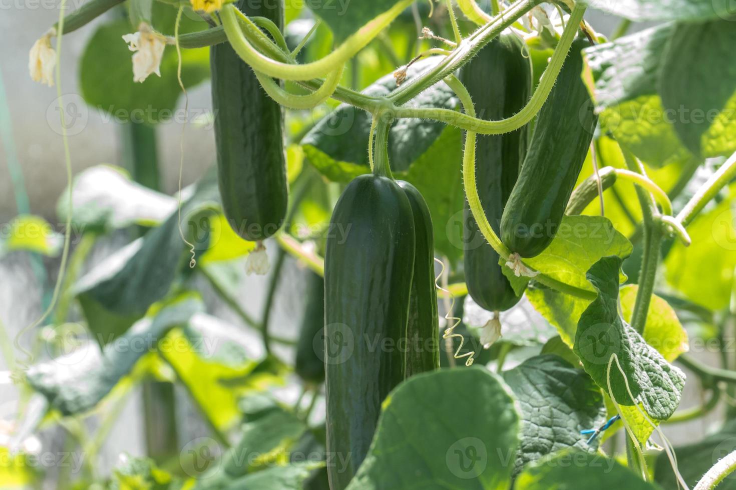 jonge courgetteplanten foto