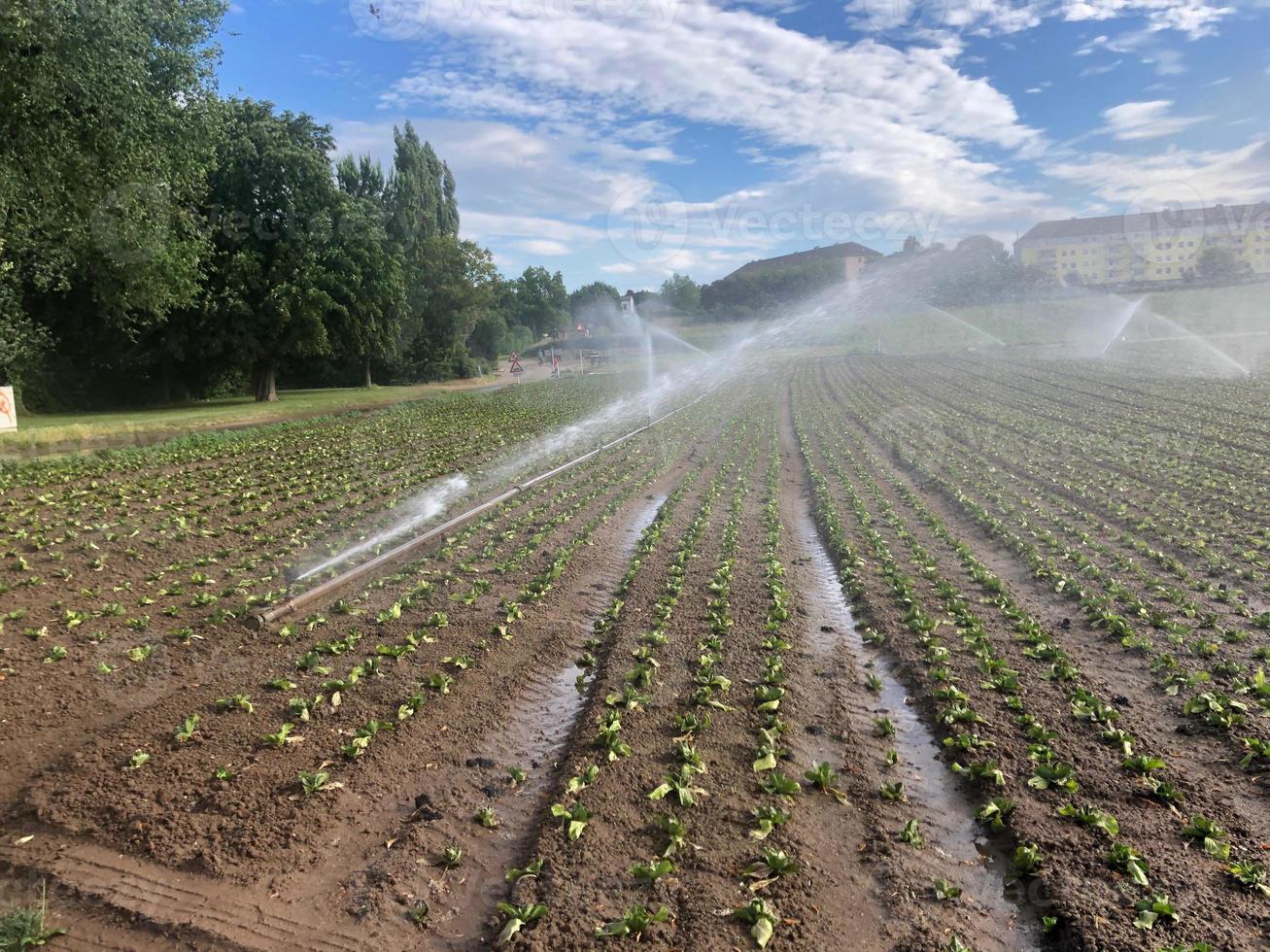 sprinklerirrigatie op geploegd veld foto