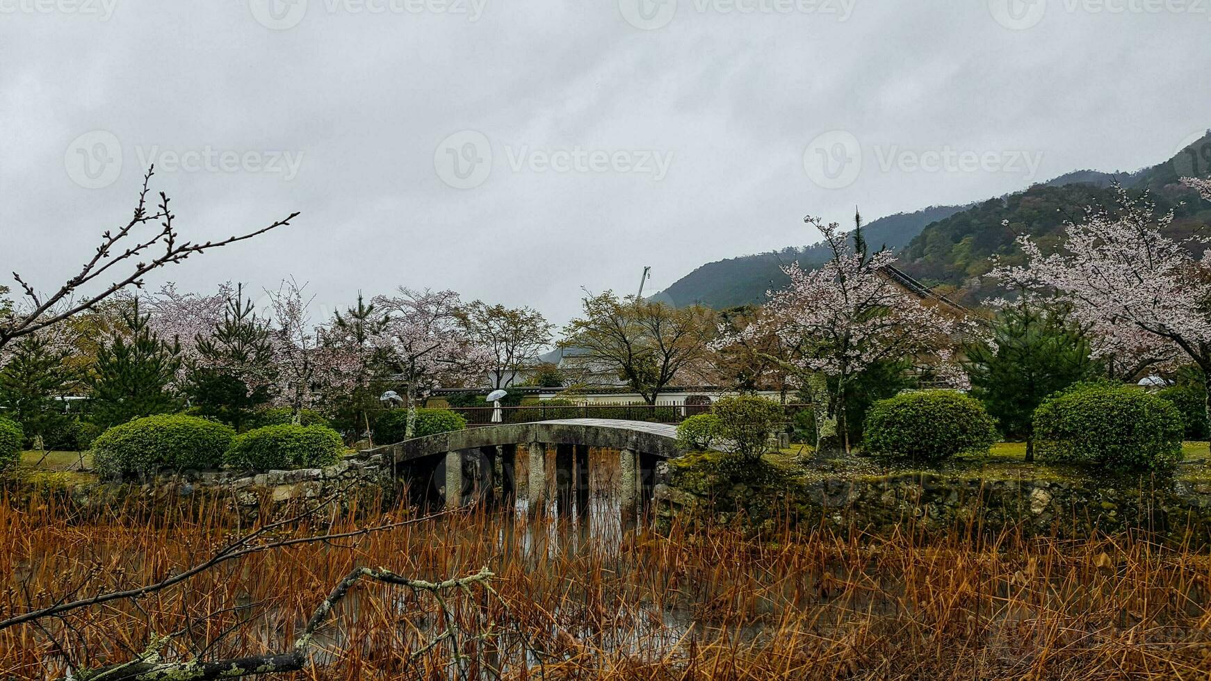 de staat van een van de Japans tuinen in arashiyama in laat de lente. sommige kers bloesem bloemen zijn nog steeds in bloeien foto