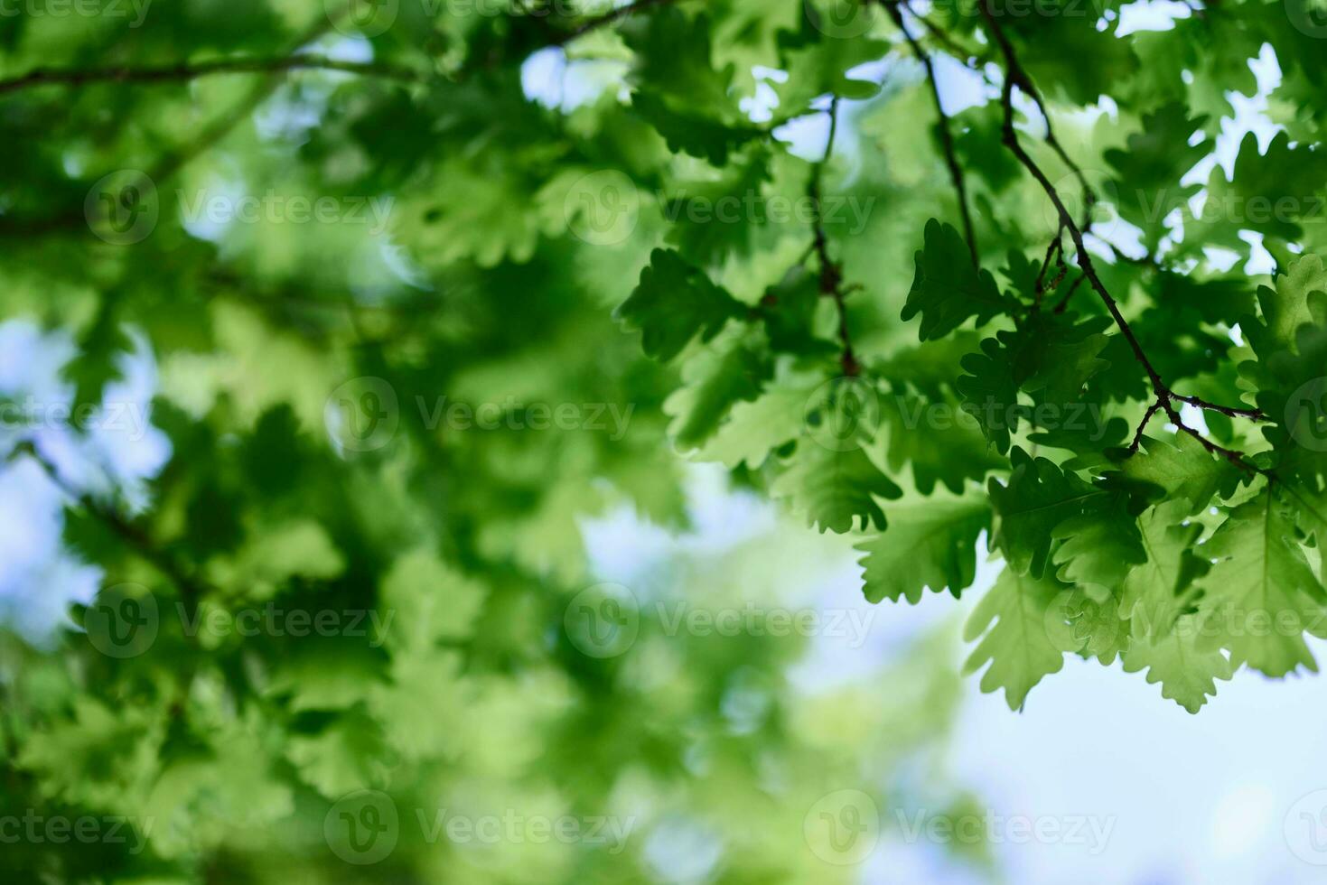 de voorjaar natuur van de groot boom in de eik Woud, jong groen bladeren Aan de takken foto