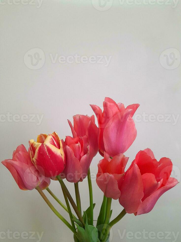 tulpen. voorjaar tulpen Aan een licht achtergrond. achtergrond voor een groet kaart foto