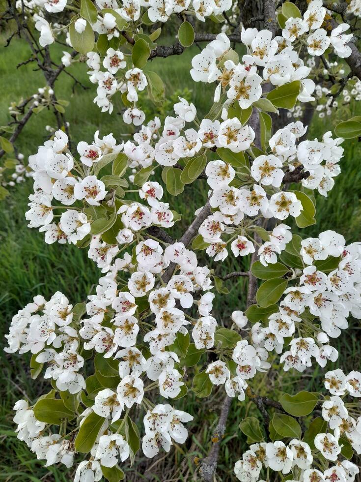 appel bloesem. voorjaar bloemen van een appel boom. bloemen achtergrond foto