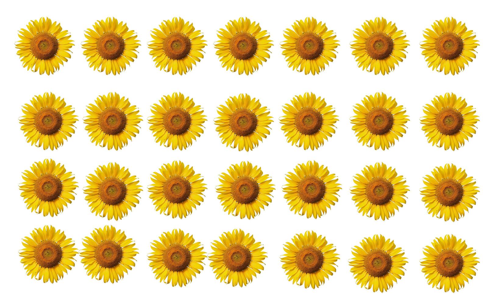 groep bloesem zonnebloemen geïsoleerd op een witte achtergrond foto