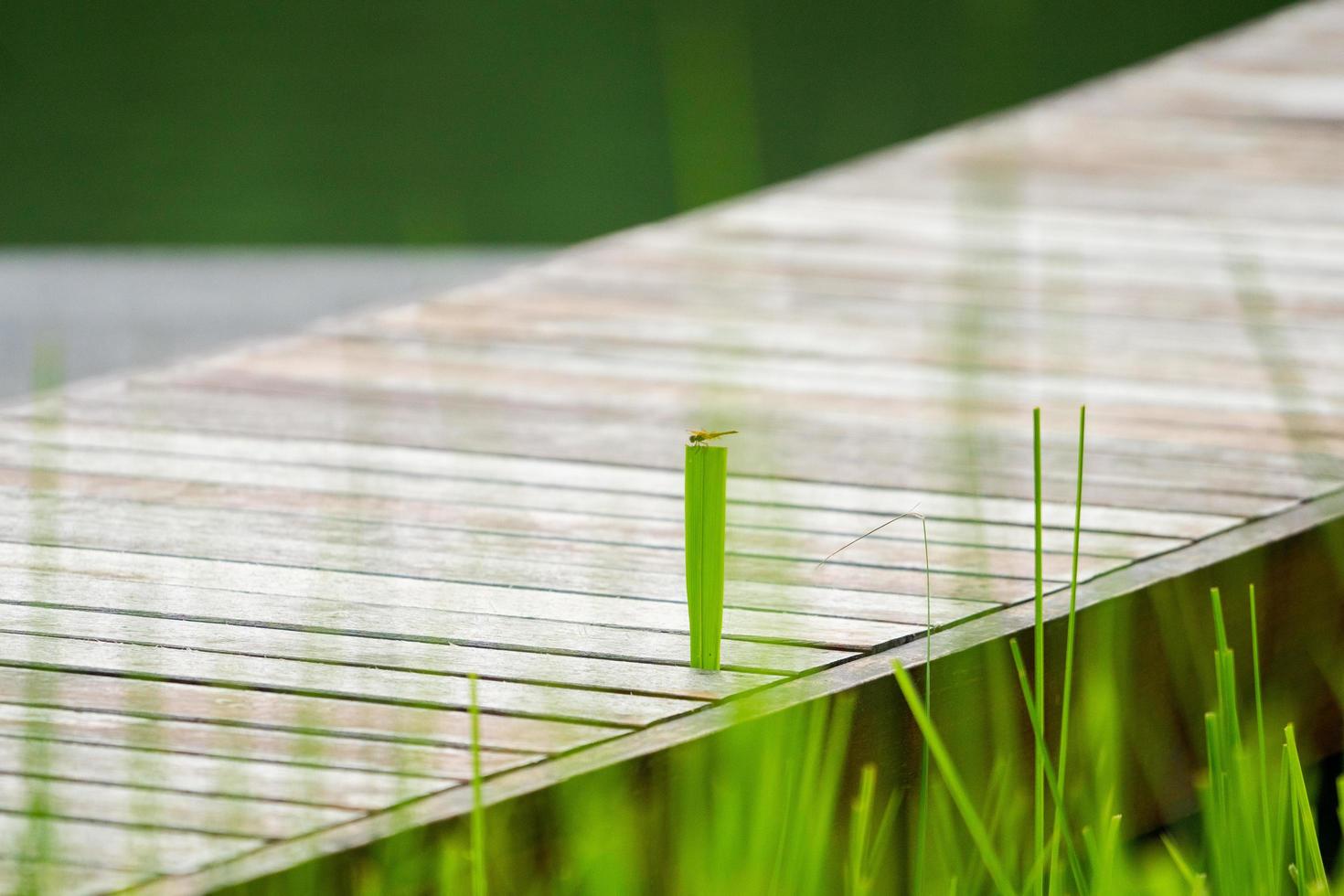 selectieve focus op kleine libel staande op het blad van onkruid op houten brug foto