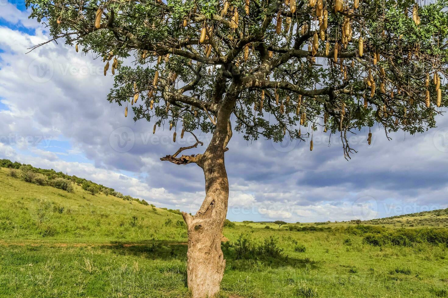 een mooi worst boom kigelia africana in de savanne van Kenia in Afrika. foto