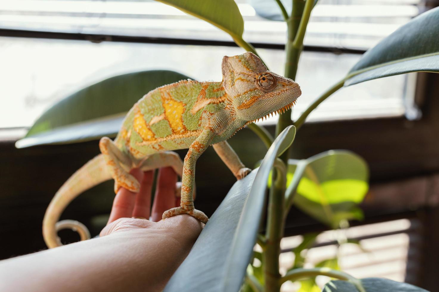 kameleon op een hand foto