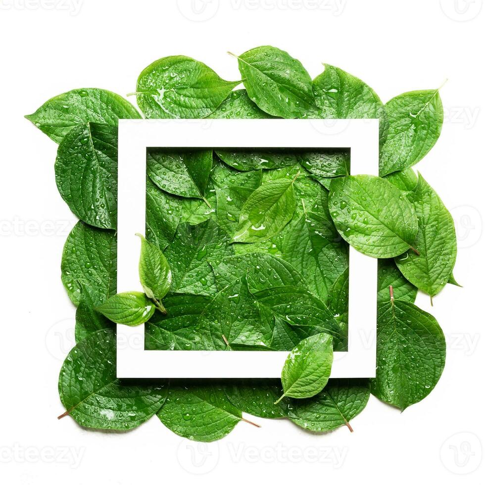 wit kader Aan groen blad in regendruppels. duurzame vlak leggen, plastic vrij concept foto