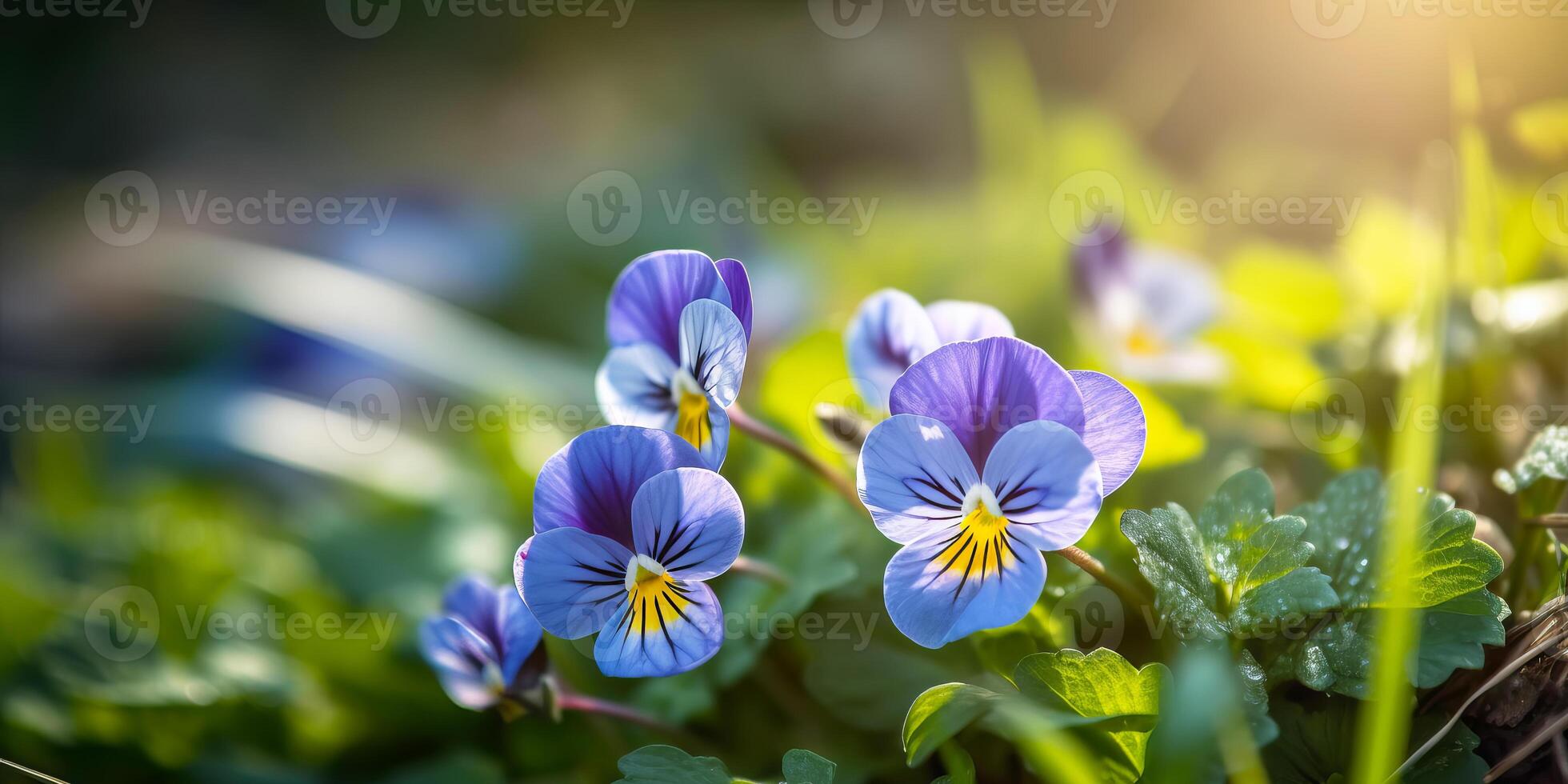 bloeiend mooi viooltjes in tuin detailopname. zomer natuurlijk banier met viooltje bloemen. generatief ai illustratie foto
