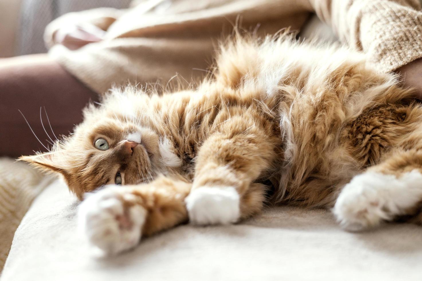 oranje en witte kat op een bank foto