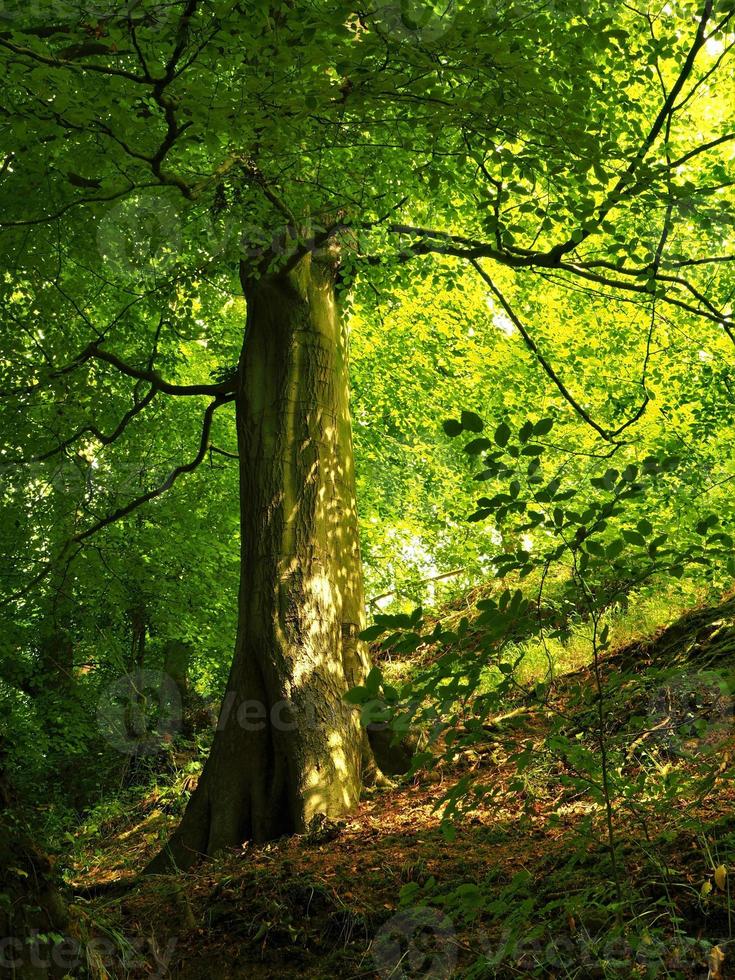 schaduwrijke beuk met gevlekt zonlicht foto