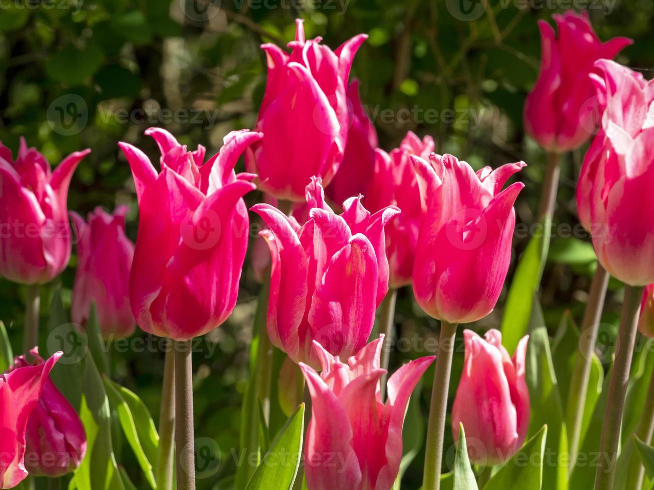 felroze tulp bloeit china roze in een lentetuin foto
