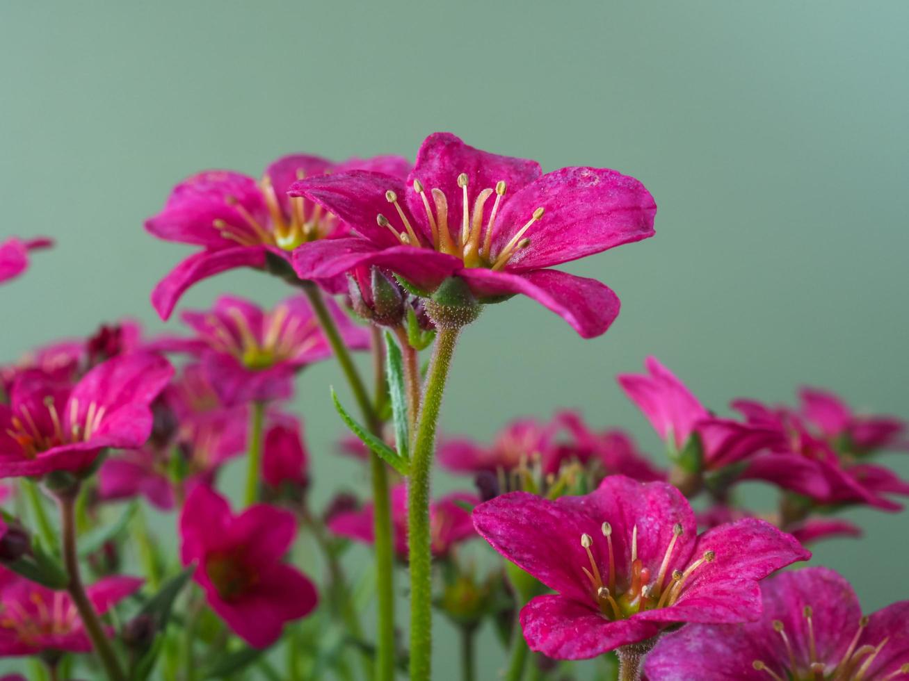 steenbreek bloemen variëteit alpino roze vroeg met een effen achtergrond foto