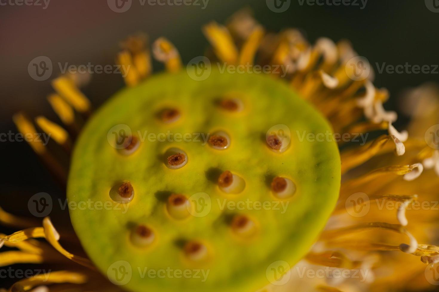 lotus geen bladeren foto