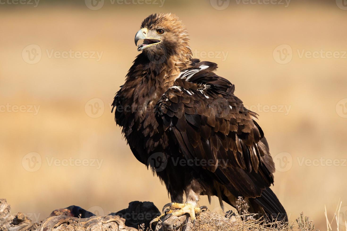 spaanse keizerarend aquila adalberti foto