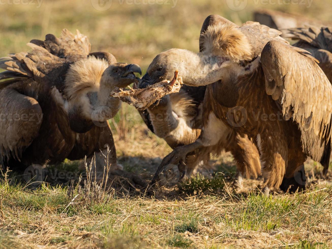 vale gier gyps fulvus foto