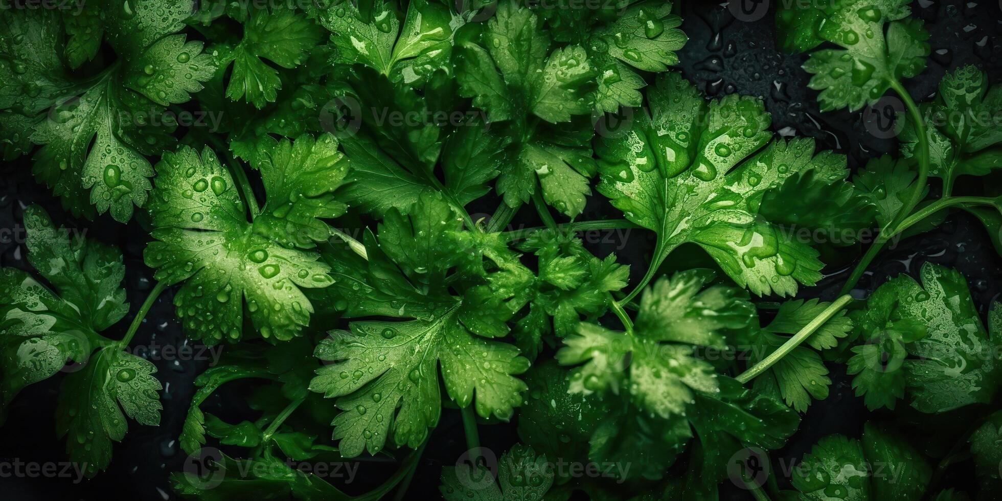 ai gegenereerd. ai generatief. groen eco biologisch Gezondheid koriander salade kruiden. decoratie Gezondheid levensstijl uitstraling. grafisch kunst foto