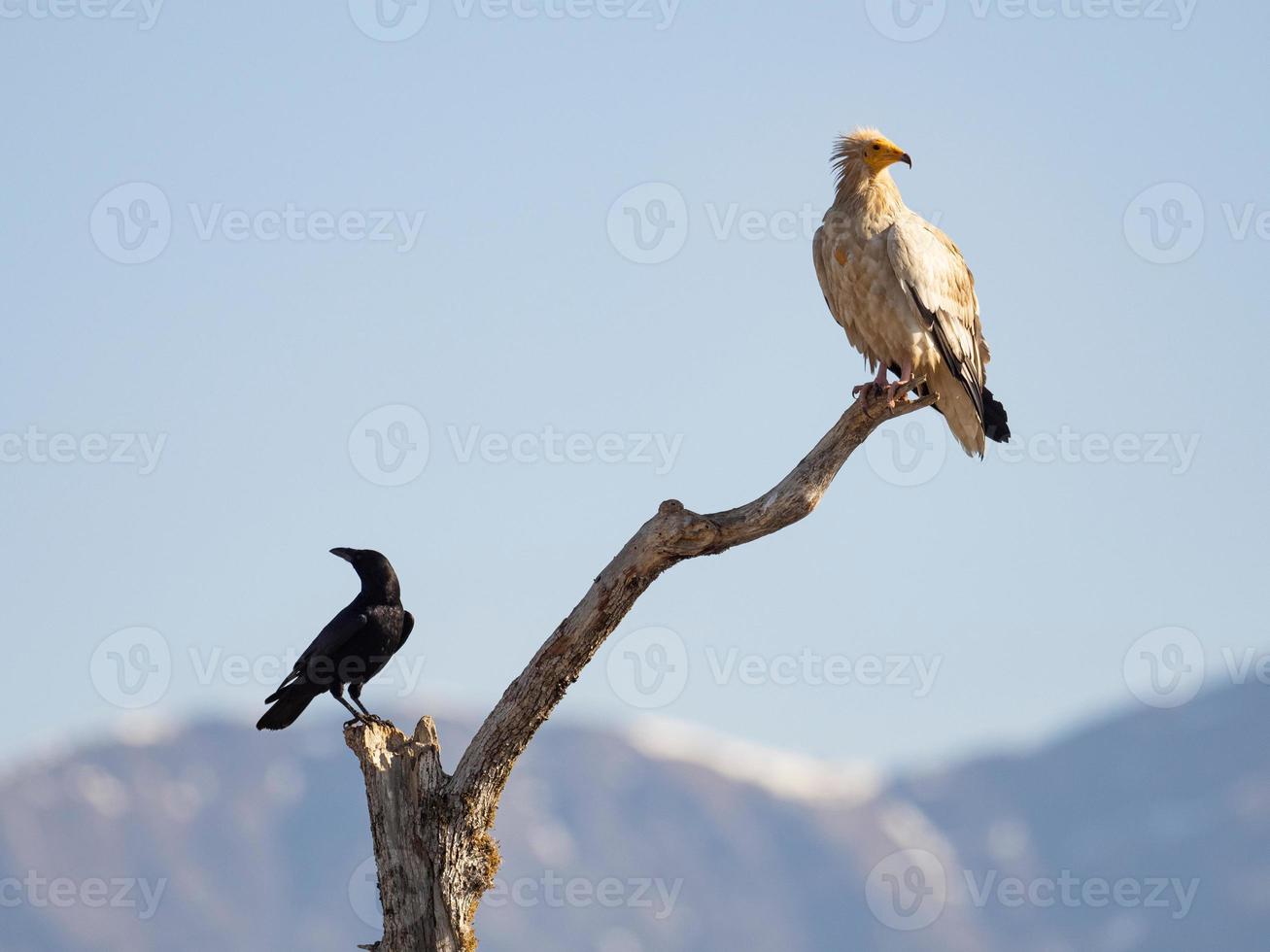 egyptische gier neophron percnopterus foto