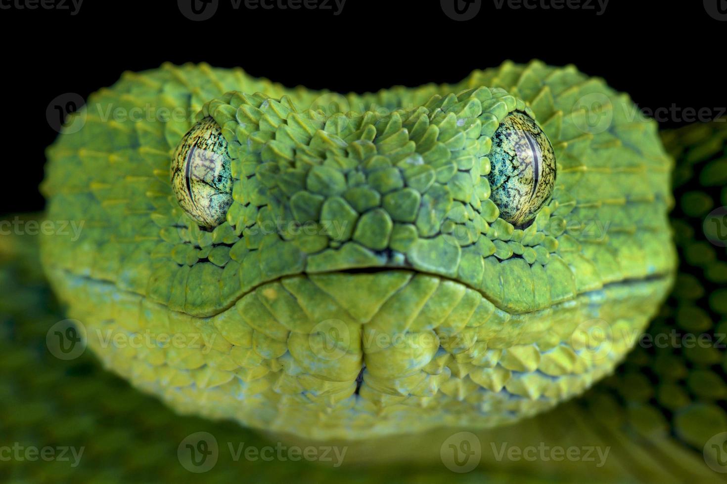 West-Afrikaanse bushadder atheris chlorechis foto