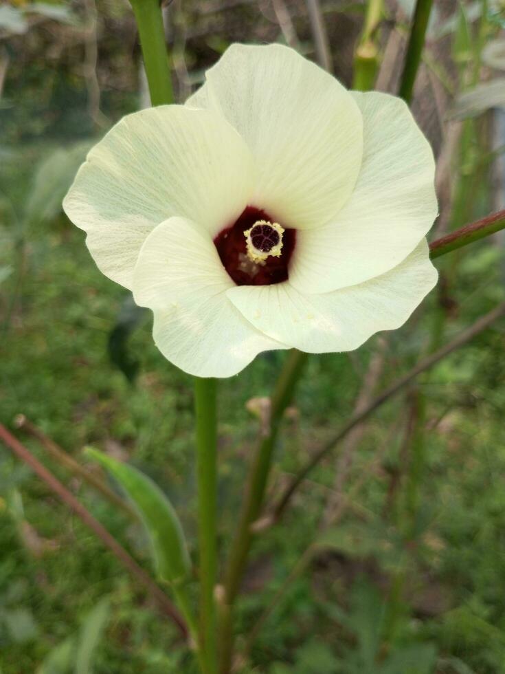 in de boer Bijsnijden veld, lijsterbes bomen staan in een rij. charmant bloemen kijkje uit bovenstaand de groen bladeren. nevelig winter is verspreiden schoonheid in natuur. vlinder is vliegend Aan de bloem.. foto