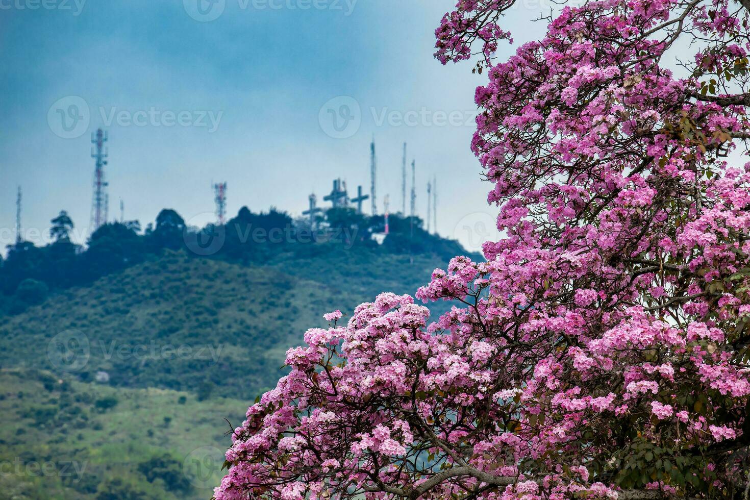 een mooi bloeiend guayacan in voorkant van de iconisch heuvel van de drie kruisen, twee symbolen van de cali stad in Colombia foto
