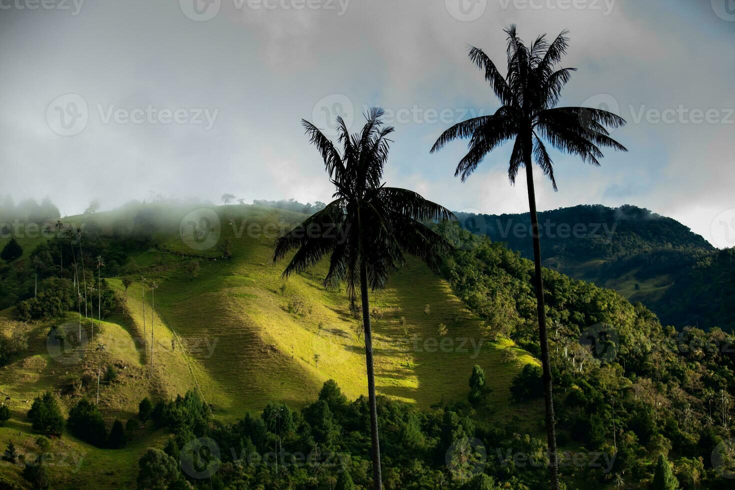 visie van de mooi wolk Woud en de quindio was- palmen Bij de kokos vallei gelegen in salento in de quindio regio in Colombia. foto