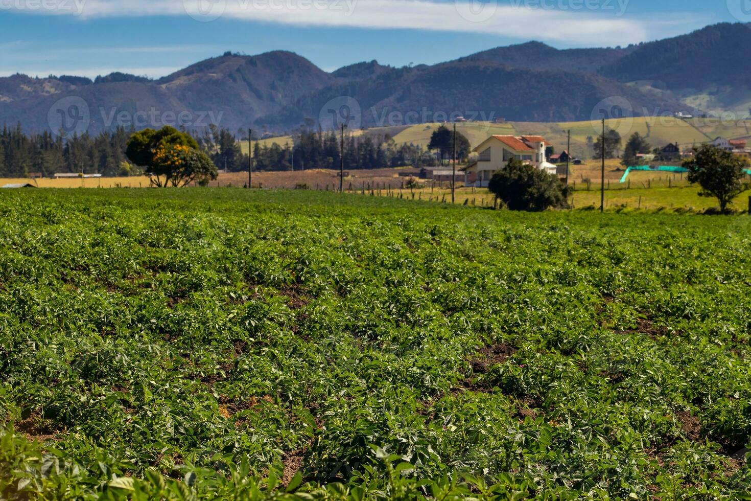 typisch aardappel veld- Bij la calera gemeente Bij de cundinamarca regio in Colombia foto