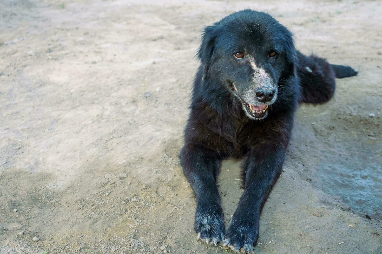 een heel oud hond met zwart vacht heeft een blauwe plek Aan de neus- ten gevolge naar mug bijt. zittend Aan de grond in de platteland foto