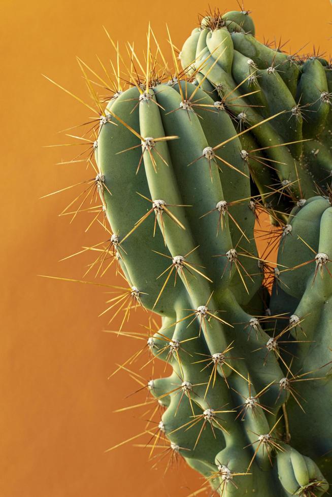 cactussen tegen een gele achtergrond foto