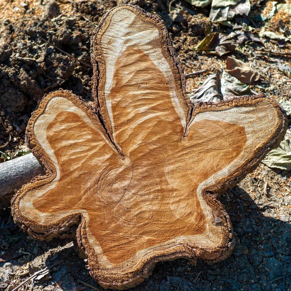 close-up van leeftijd ring op een houten stronk foto