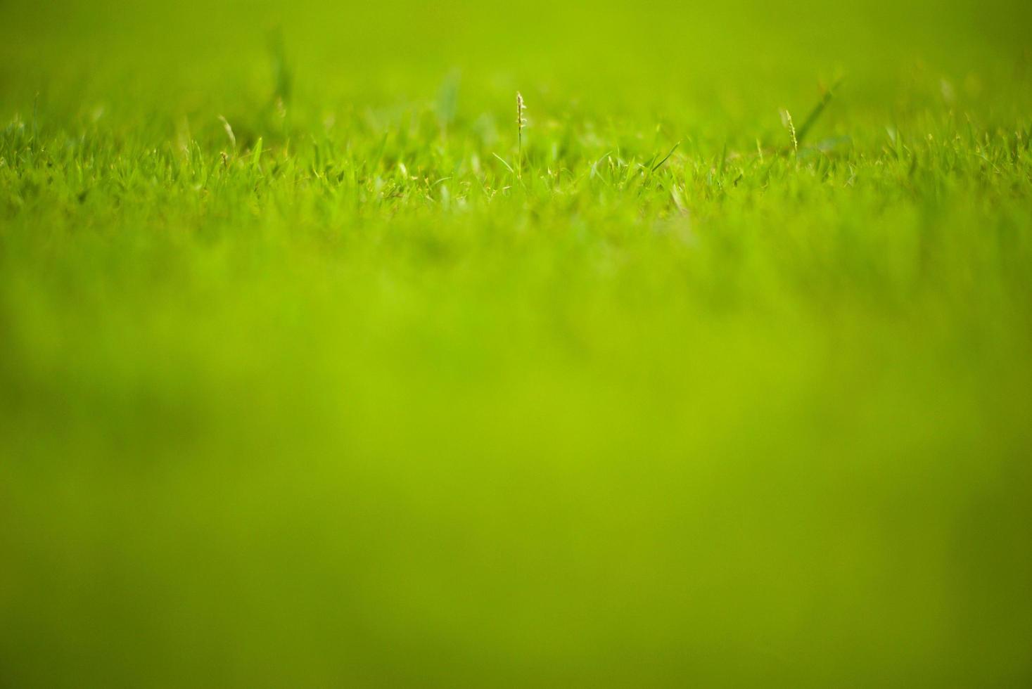 abstracte textuur en achtergrond van grasweide en veld met selectief aandachtsgebied foto