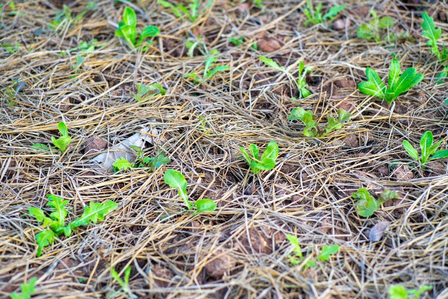 bovenaanzicht close-up van kleine sla groeien in de kwekerij van een biologische boerderij achtertuin foto