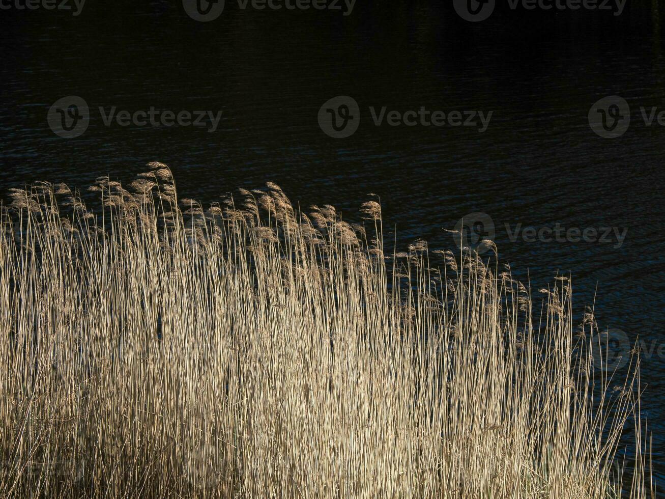 de structuur van riet Aan een zwart achtergrond foto