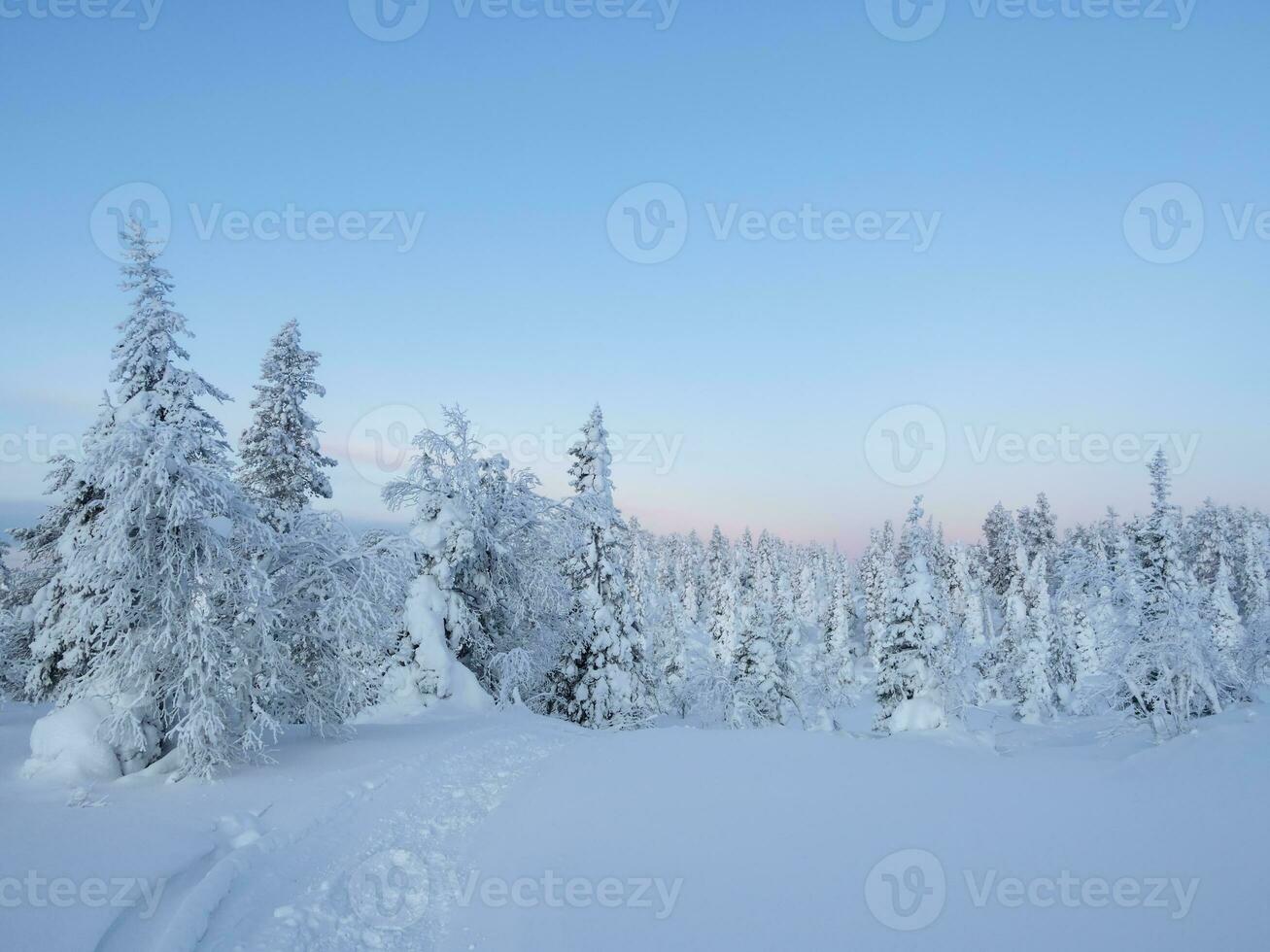 verbazingwekkend visie van de gedekt met vorst bomen in de sneeuw drijft. magisch winter Woud. natuurlijk landschap met mooi blauw lucht. de opwekking van de planeet. foto