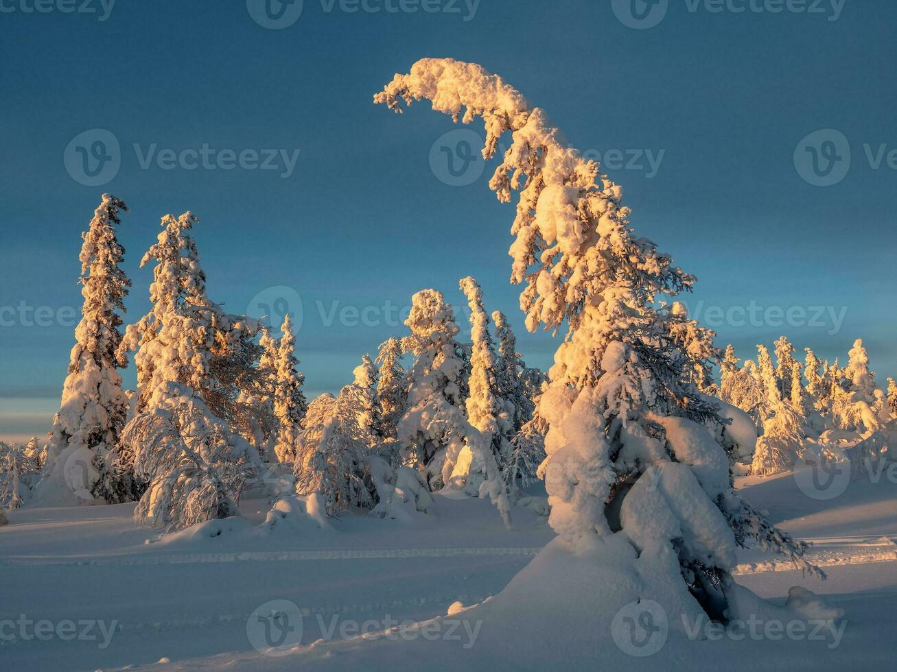 gouden ochtend- licht Aan met sneeuw bedekt Spar bomen. arctisch hard natuur. mystiek fee verhaal van de winter vorst Woud. dageraad noordelijk minimalistisch natuurlijk achtergrond. foto