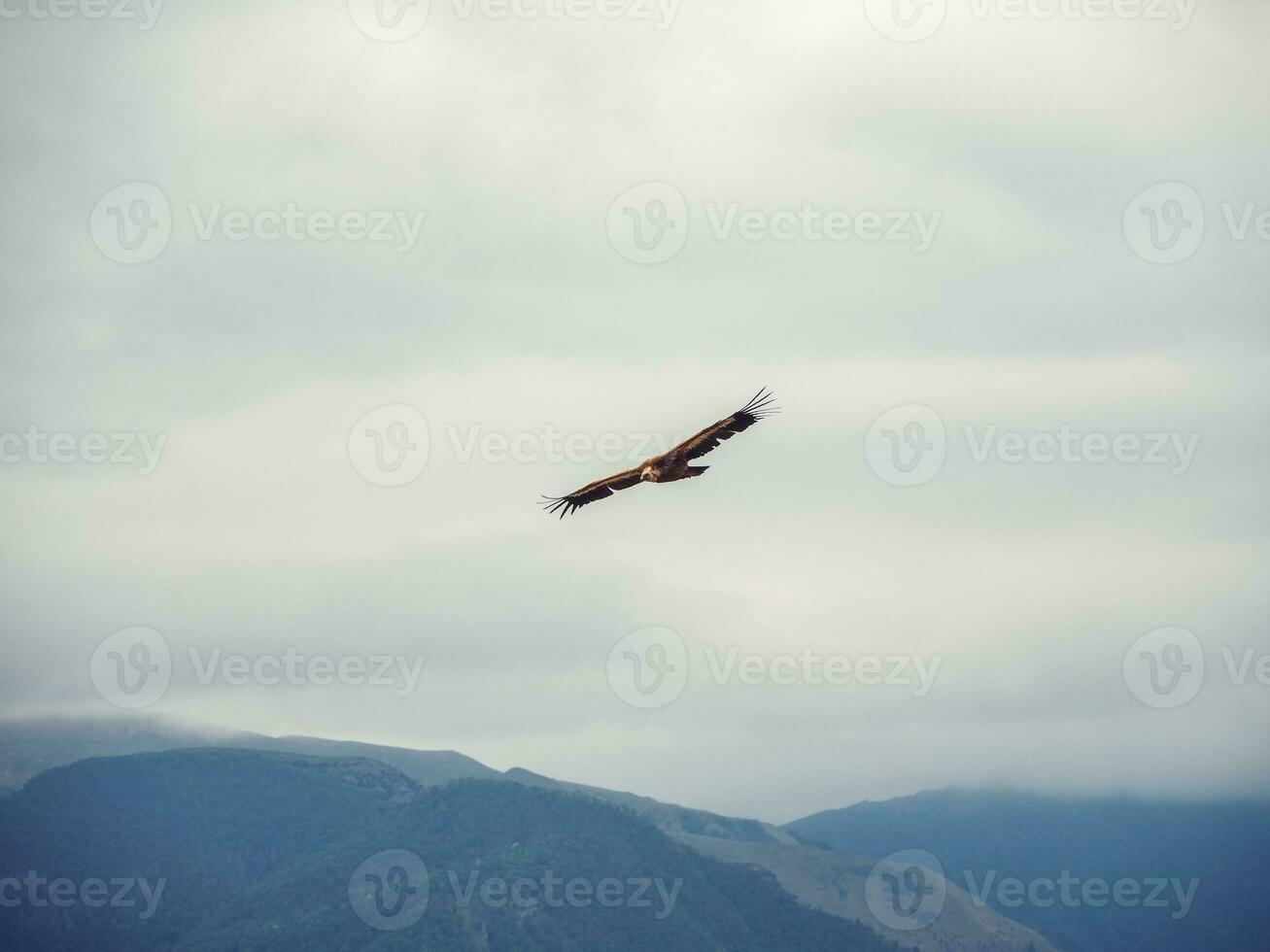 griffon gier zigeuners fulvus vliegend Aan de lucht over- de bergen. foto