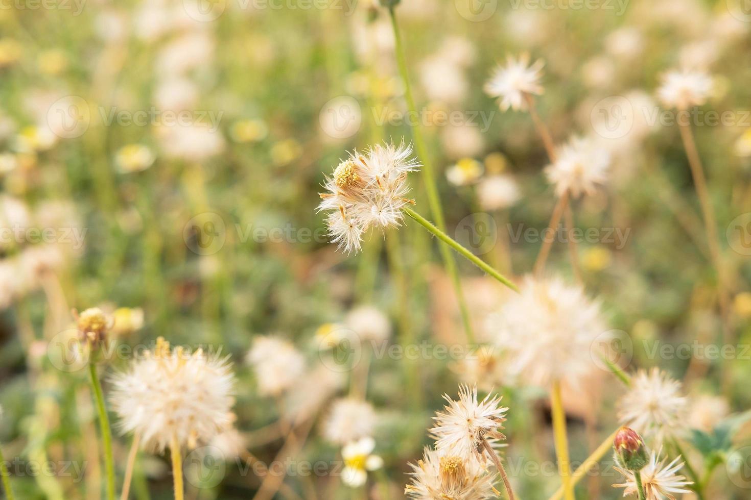 zomer bloem achtergrond foto