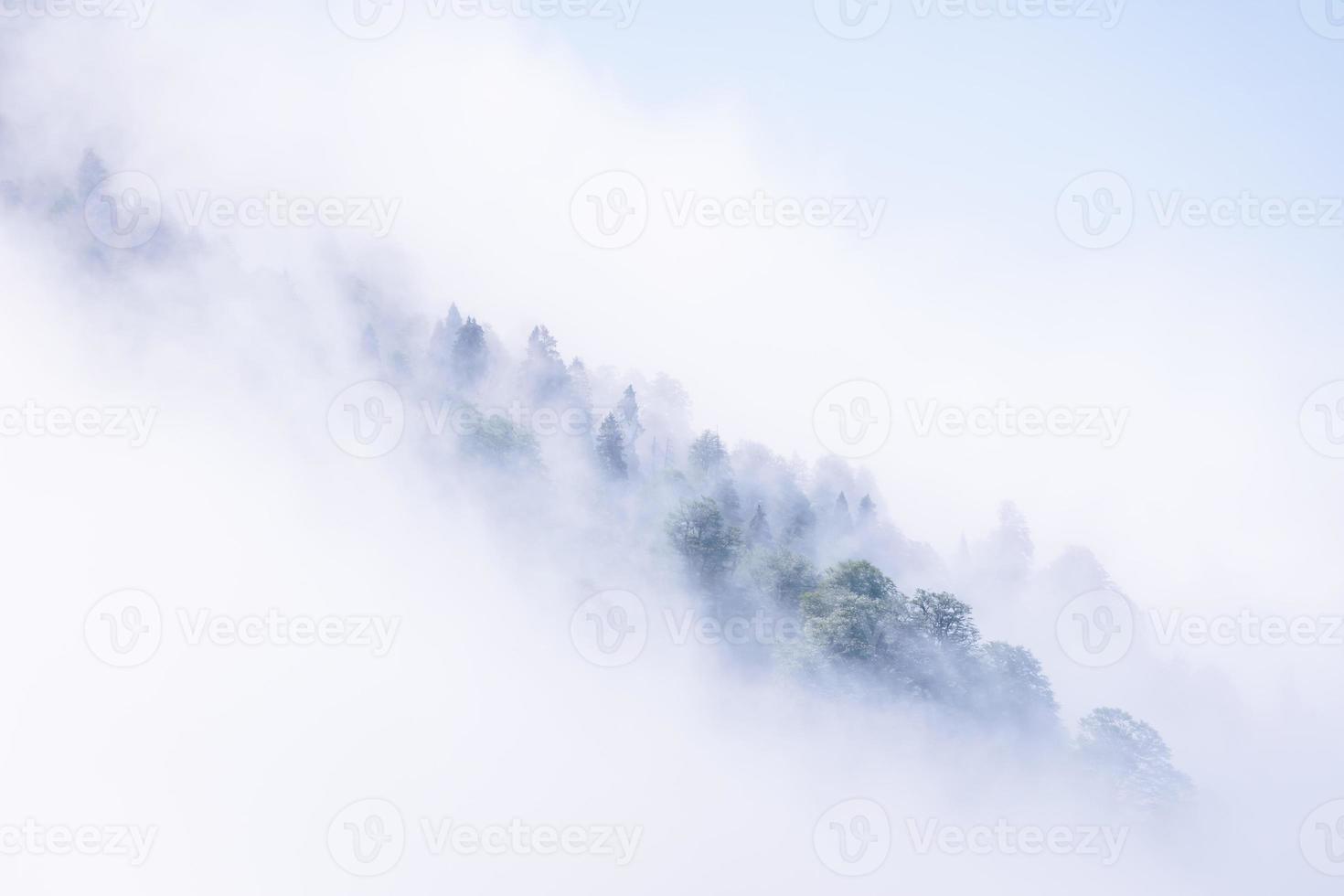 bomen omgeven door mist foto