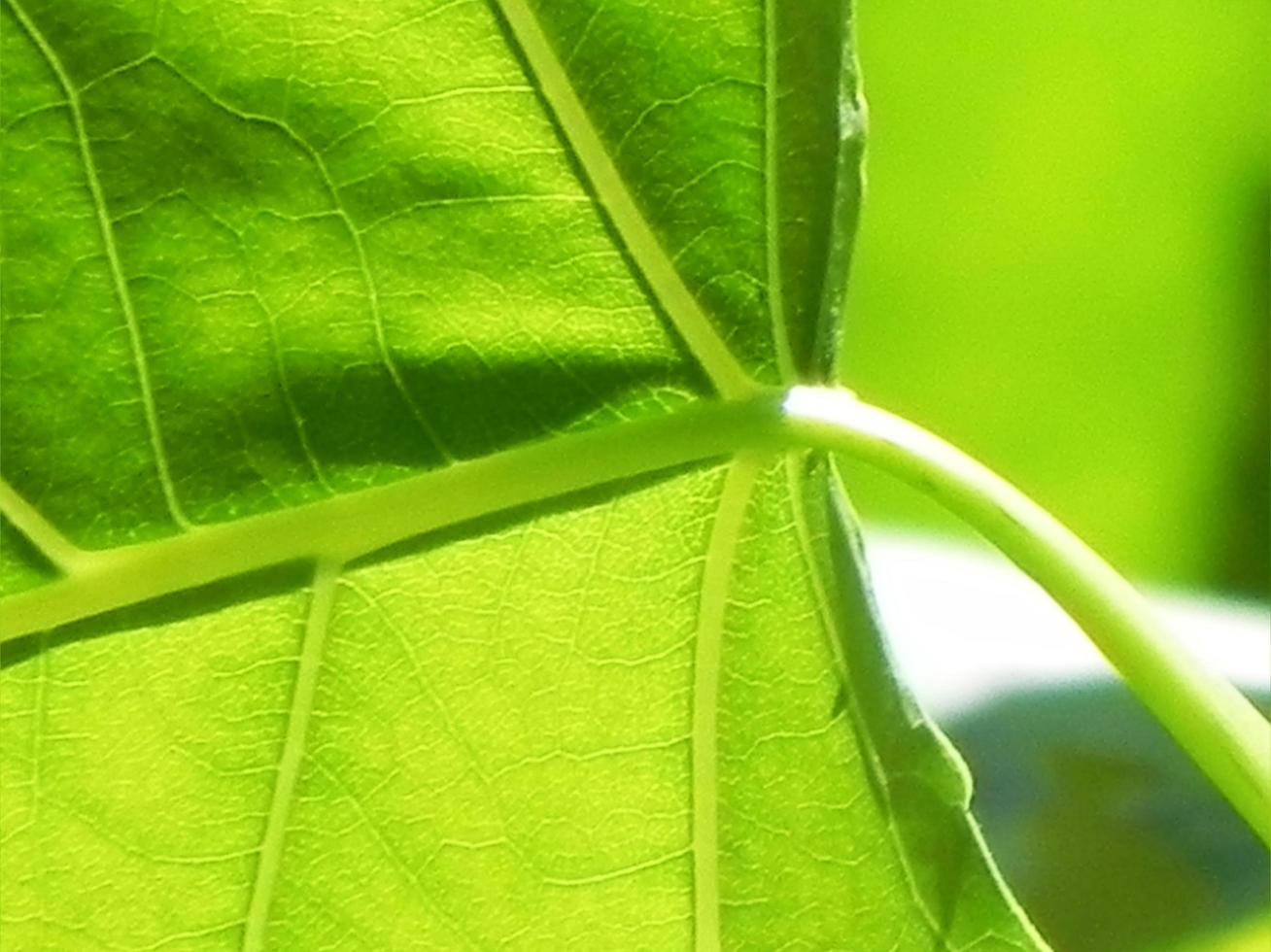 close-up van groene blad textuur foto