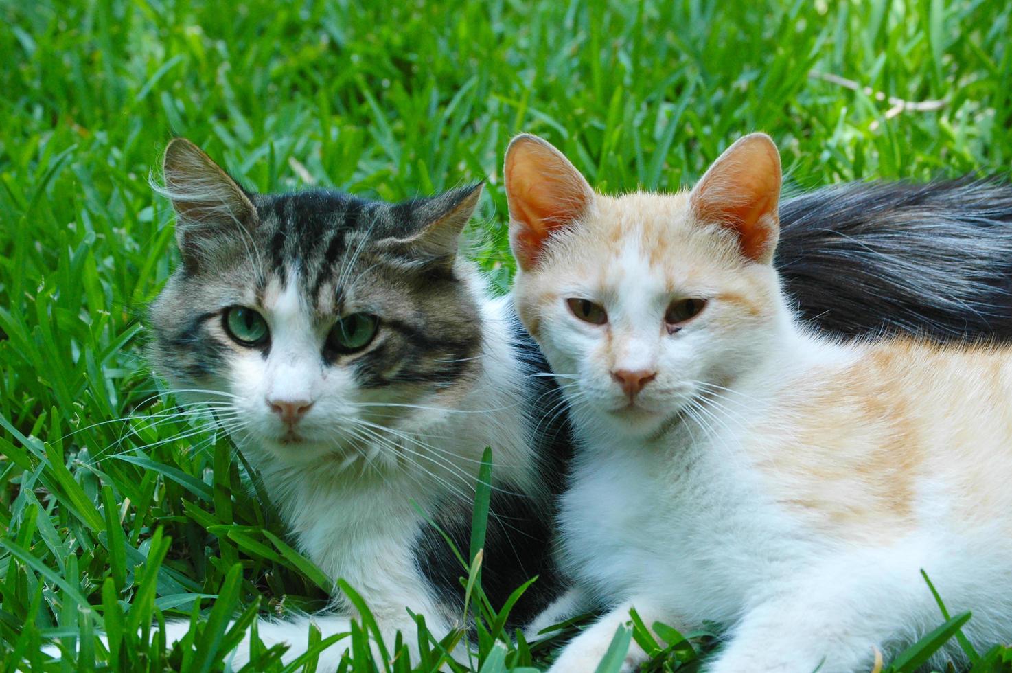 kat met haar man op het gras, kat knuffelen kat foto