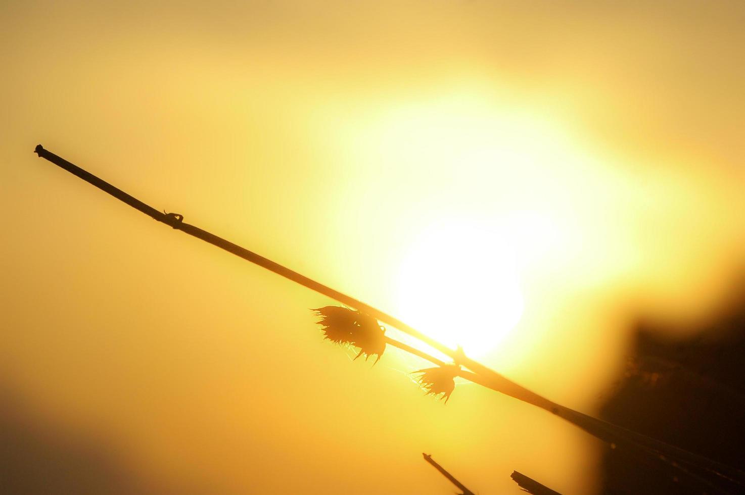 zonsondergang en gras bloemachtergrond foto