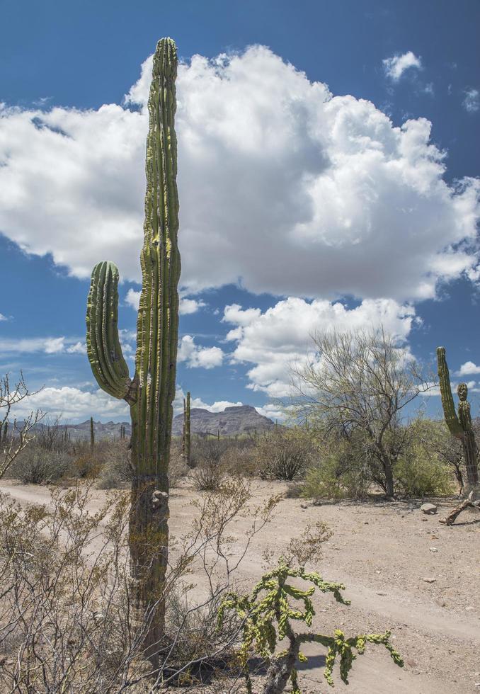 cactus met blauwe lucht en wolken op de achtergrond in de regio van de woestijn baja california sur mexico foto