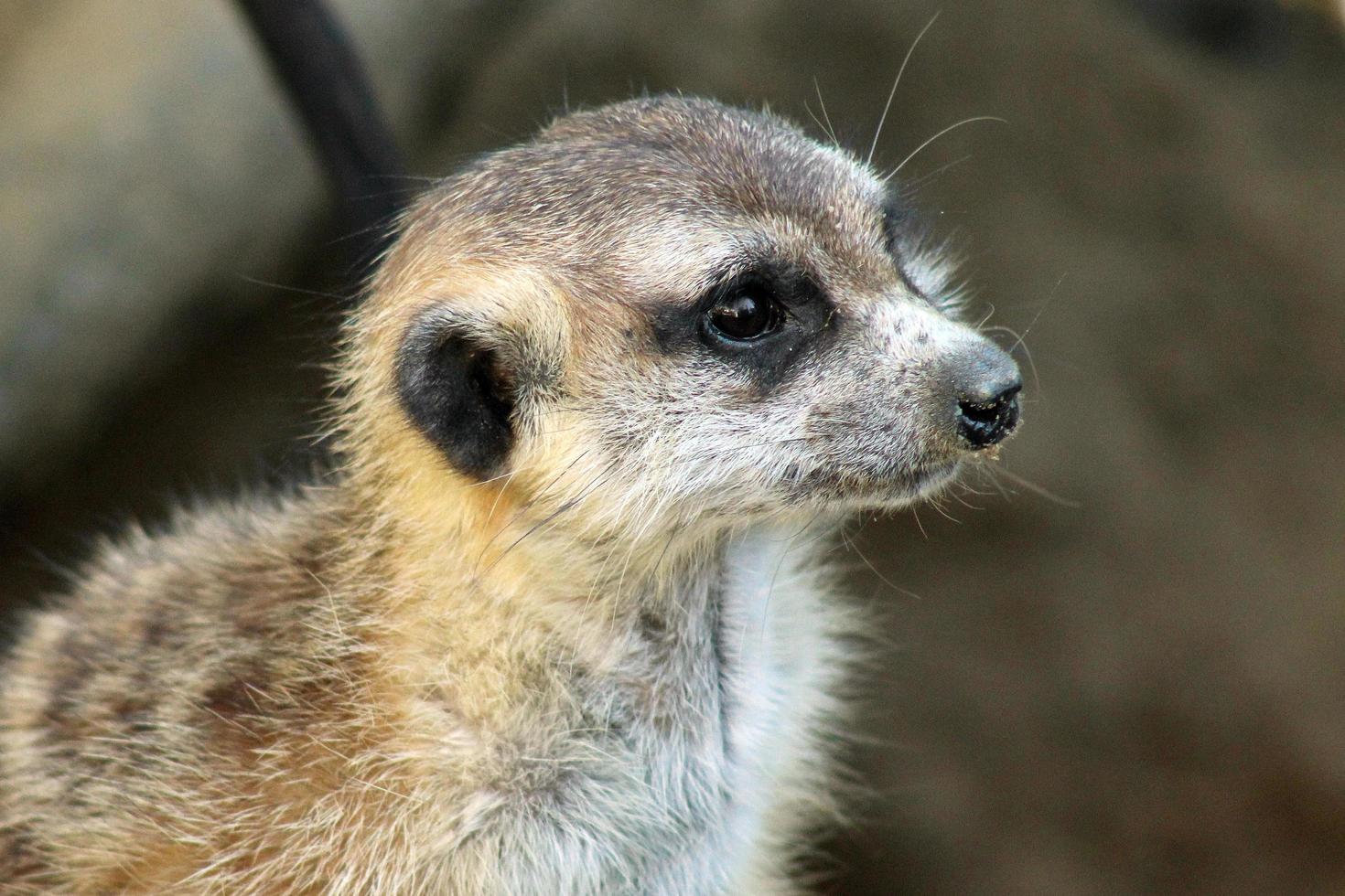 bruin en wit dier in close-up fotografie foto