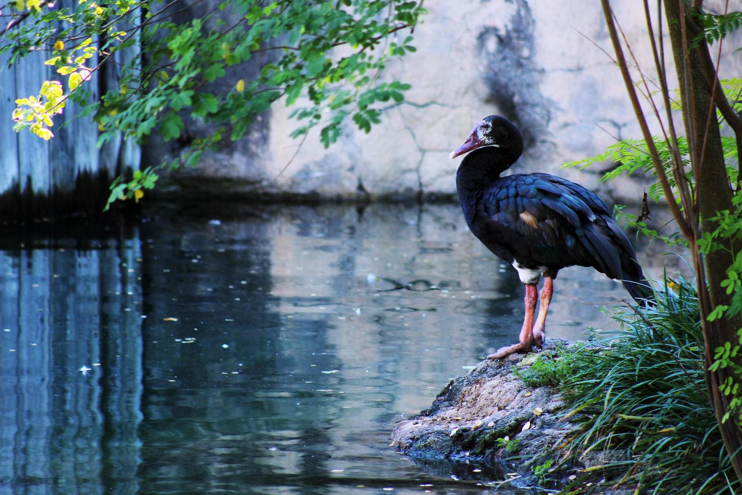 een staande gans foto