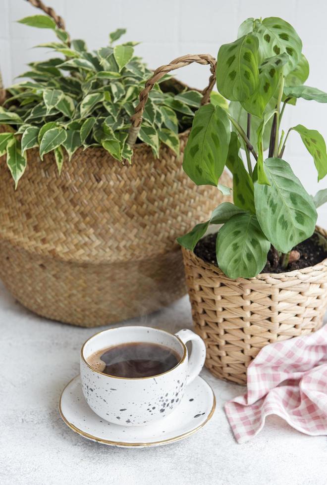 ficus in een rieten mand maranta en kopje koffie foto