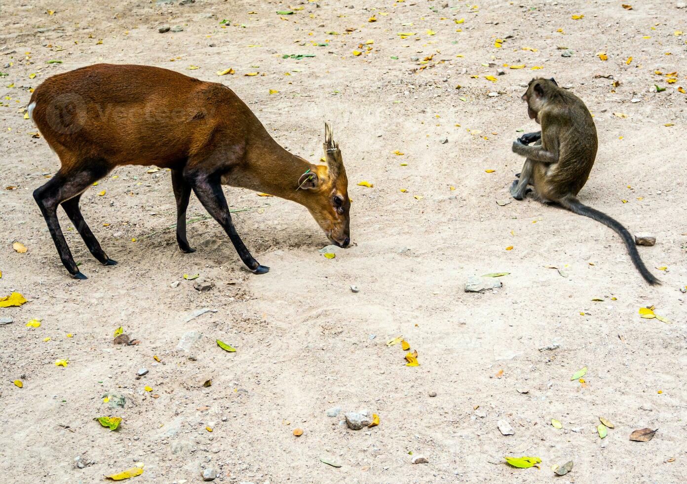 een blaffen hert en een aap verheven in de dierentuin foto