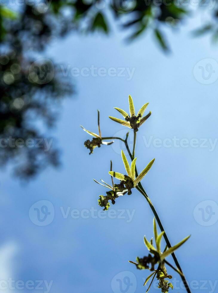 grond orchidee bloemen van eulophia andamanensis orchidee Aan de lucht achtergrond foto