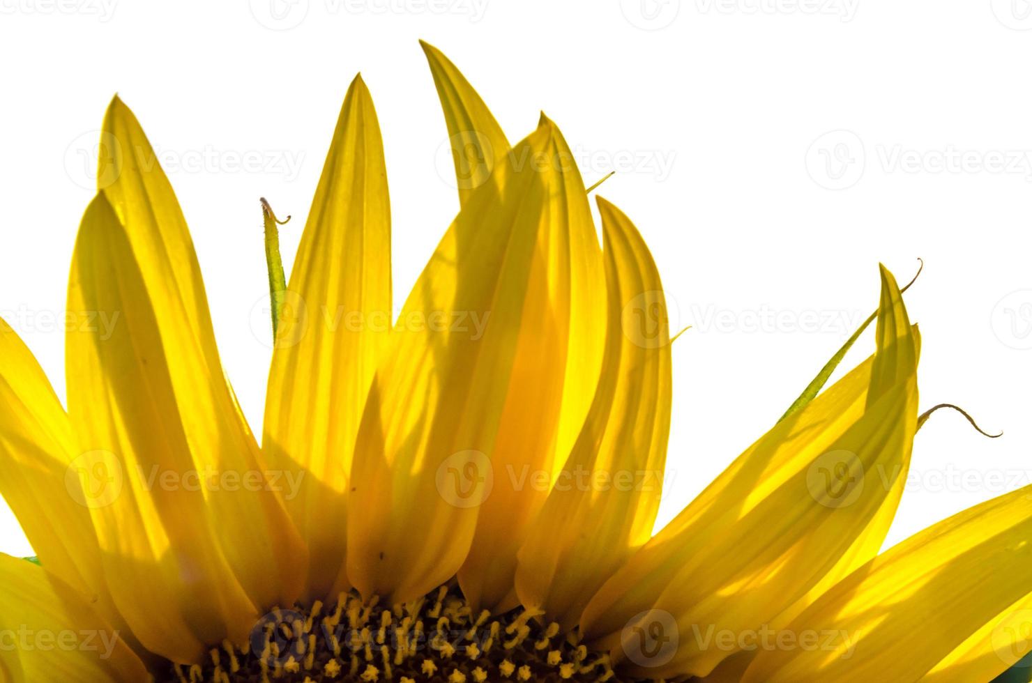 helder gele zonnebloem close-up foto