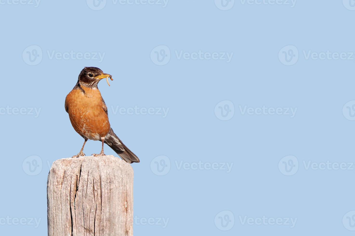 Noord-Amerikaanse Robin foto