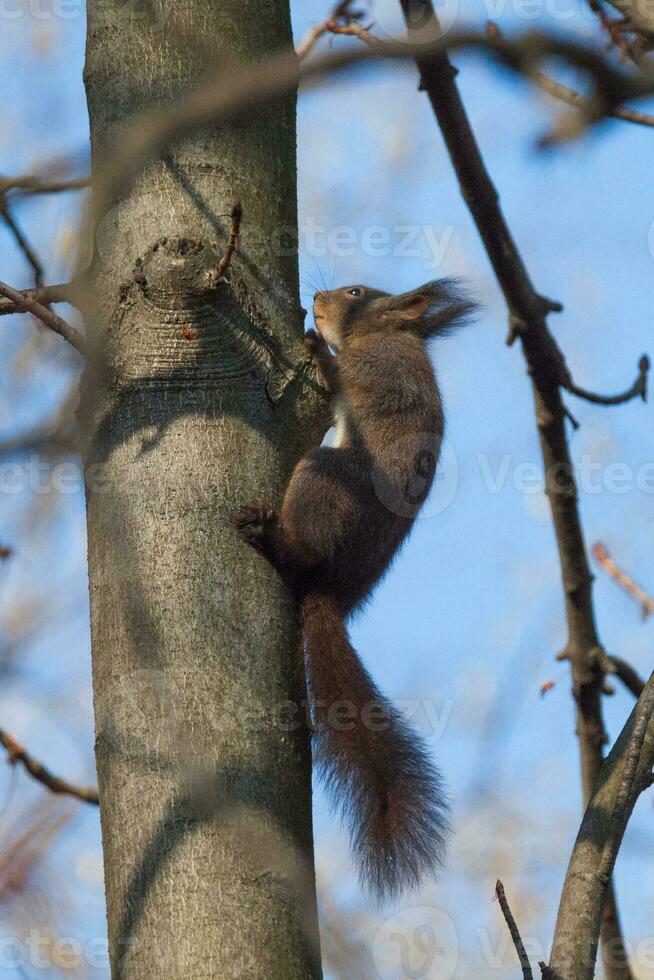 een rood eekhoorn foto